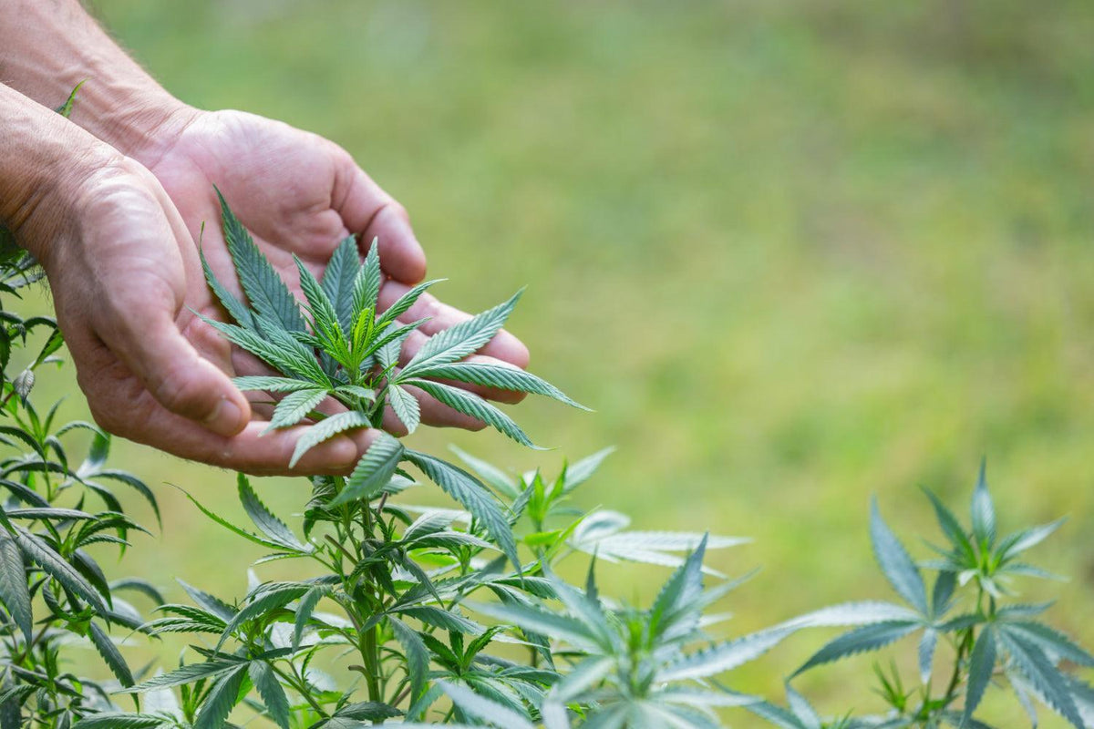 El arte de manicurar Cannabis: una guía de técnicas y cuidados-Canapuff