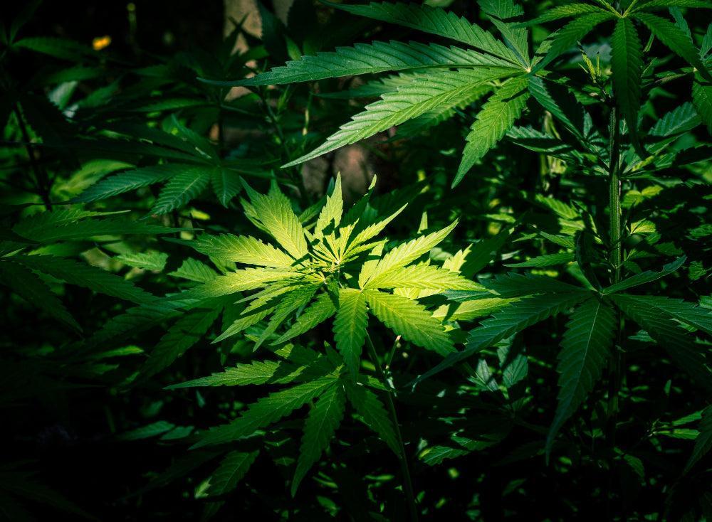 Humedad óptima para la germinación de semillas de Cannabis-Canapuff