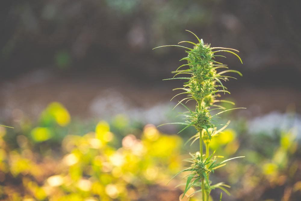 Planta de Cannabis