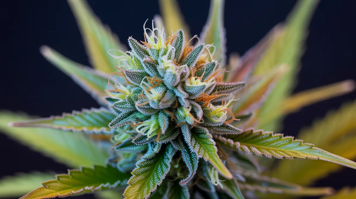 Georgia Pie Strain: ¿Un pedazo de cielo o solo es puro hype?