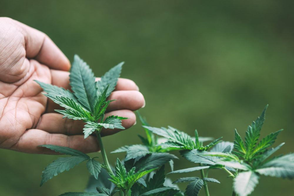 Ideal Conditions for Cannabis Seeds: An Overview-Canapuff
