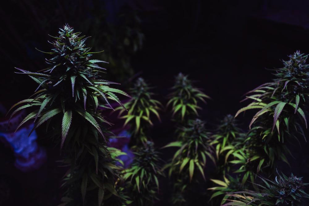 Bedste tips til plantning og opbevaring af Cannabis-frø-Canapuff