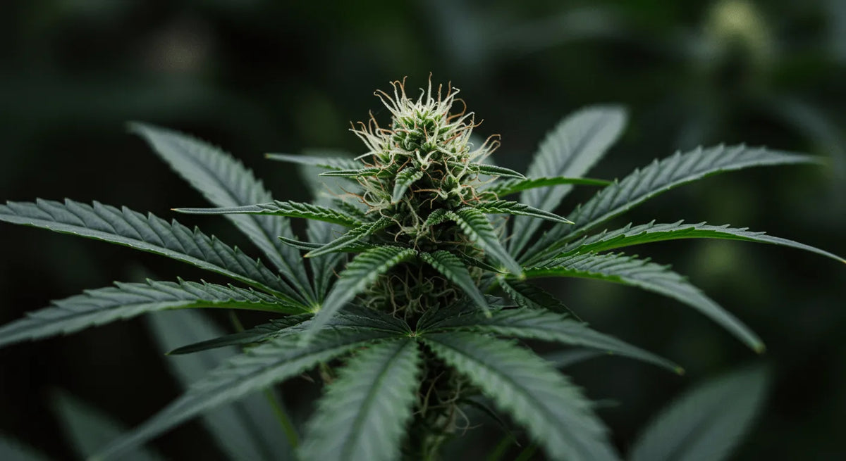 Revelando el Aceite de Cannabis: El Viaje de un Investigador a su Composición, Usos y Más