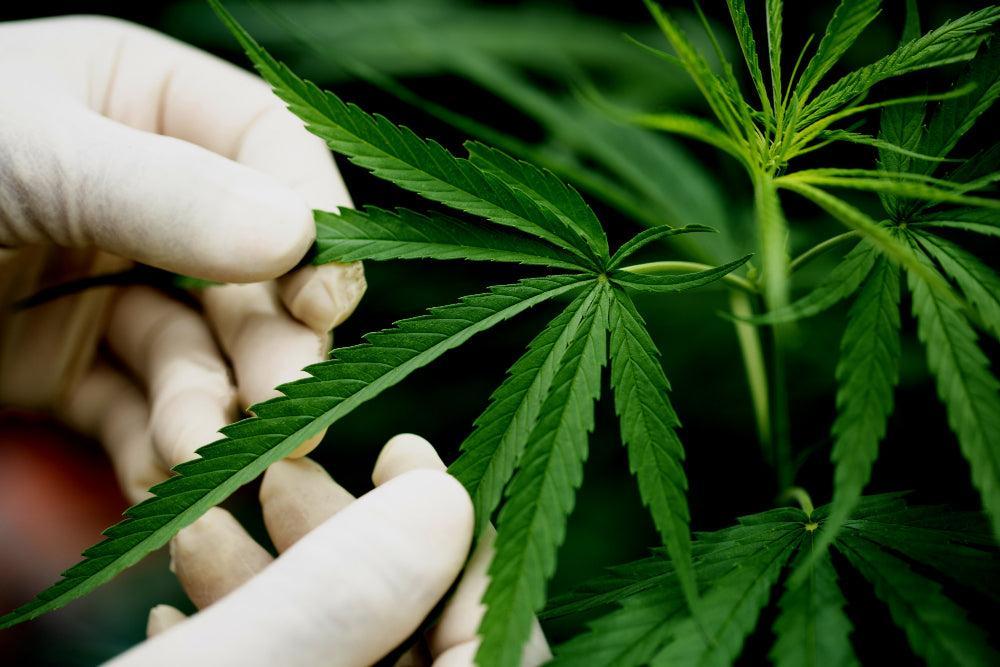 Cannabis Blade
