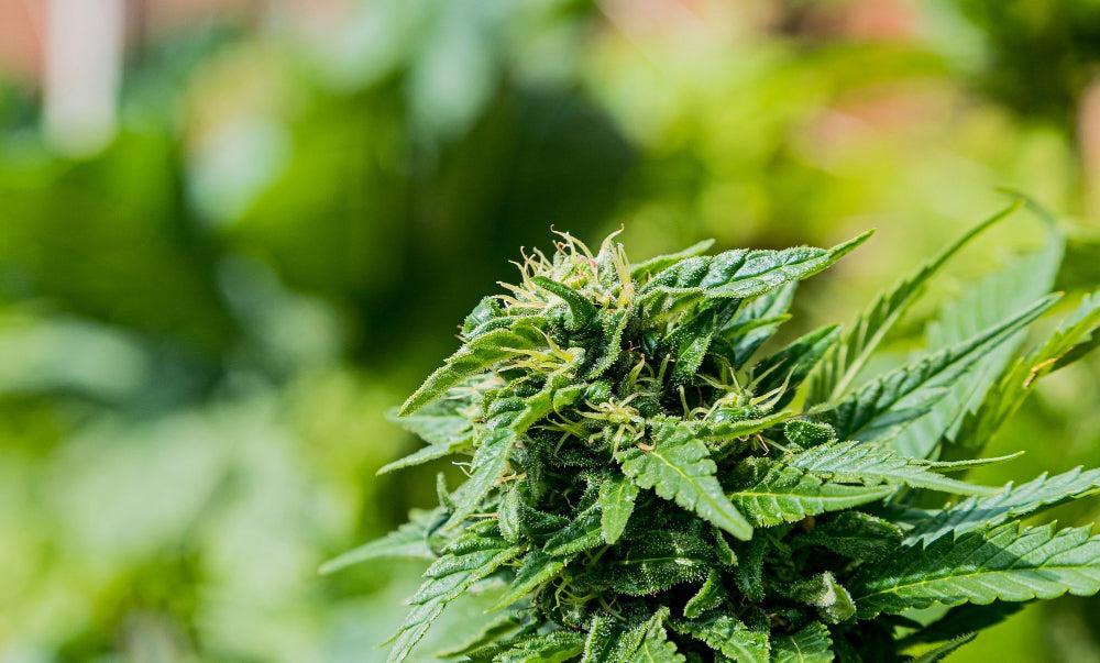Guía completa de la fase de floración del Cannabis-Canapuff