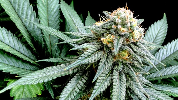 Planta de cannabis con cogollo en floración y hojas dentadas sobre fondo negro