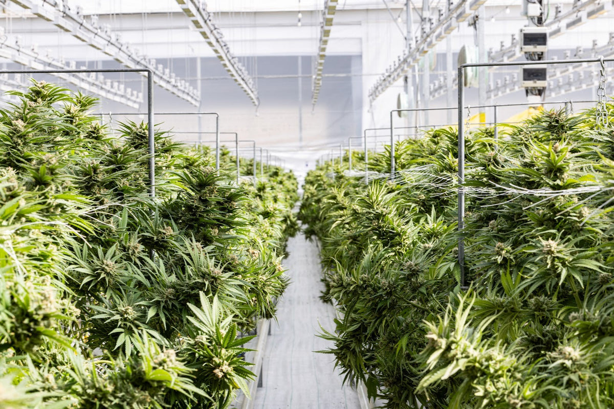 Instalación de cultivo interior con hileras de plantas de cannabis en floración bajo luces de cultivo industriales y sistemas de climatización