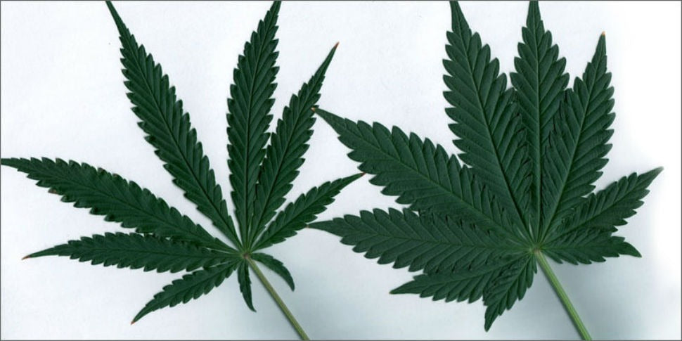 Dos hojas de cannabis que muestran la diferencia entre las variedades indica y sativa