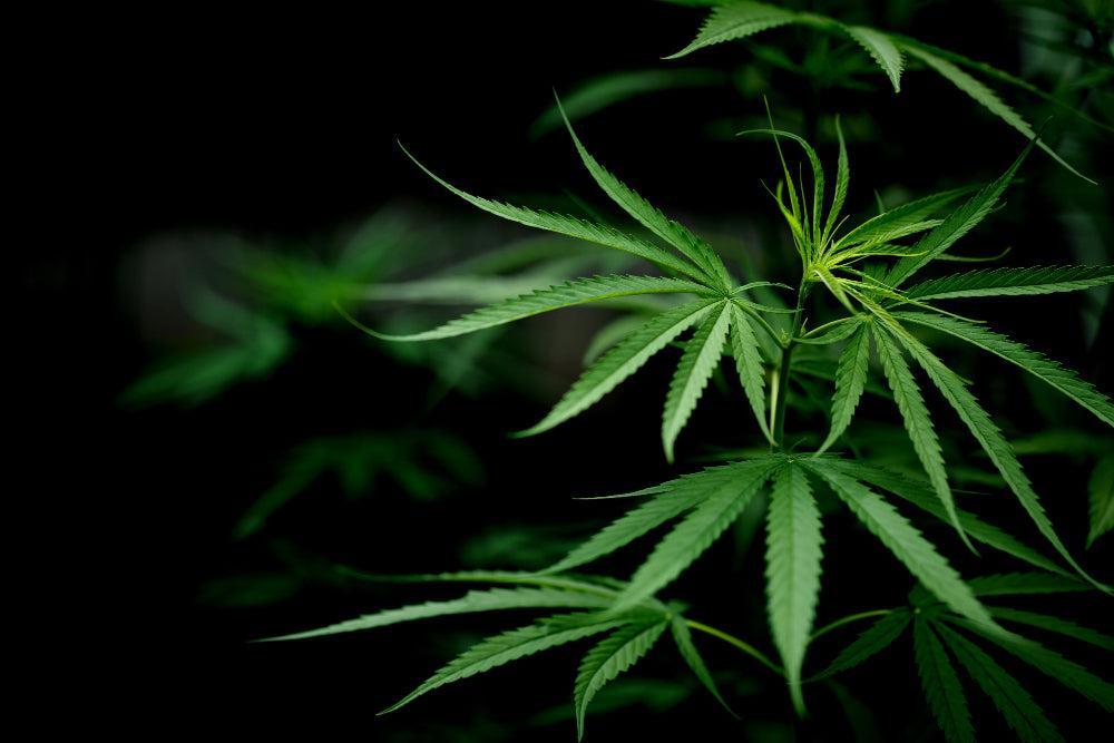 Prohibición del HHC en Alemania el 14 de junio de 2024: Información importante-Canapuff