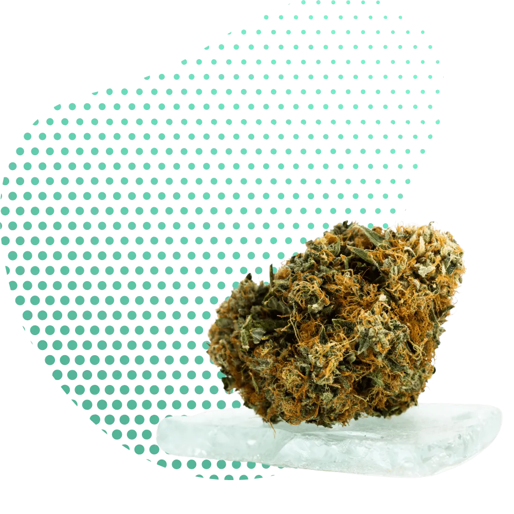 CBC-Canapuff
