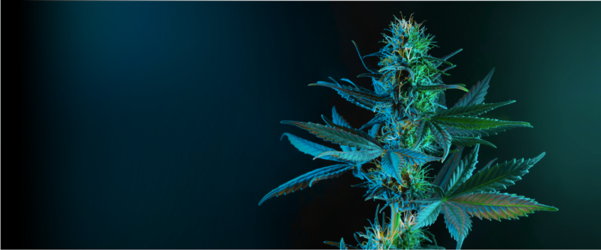 Planta de Cannabis con fondo oscuro