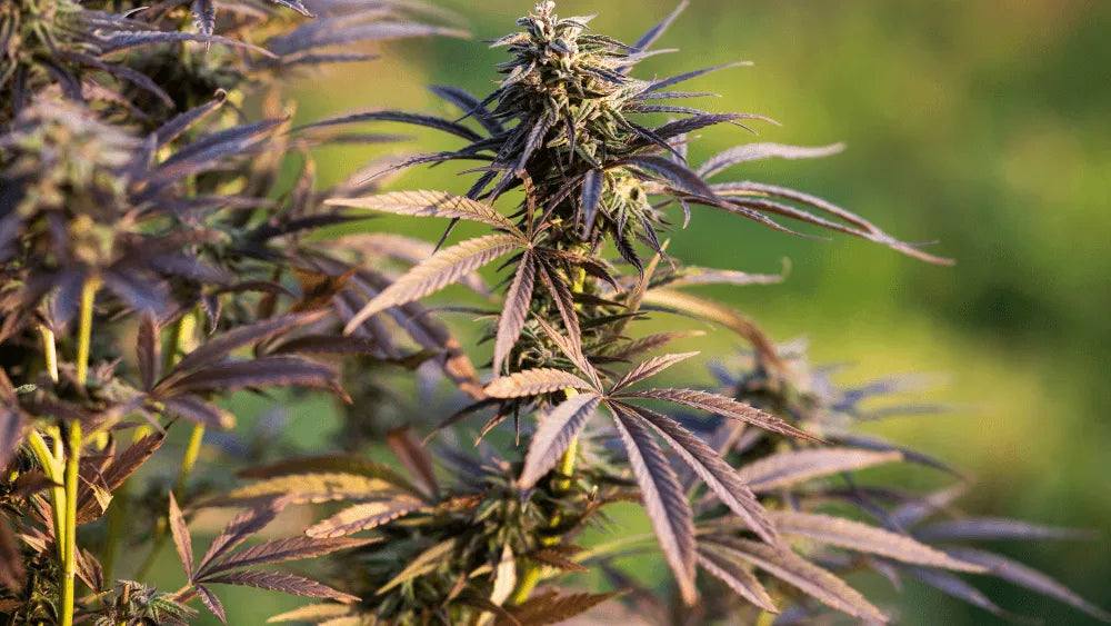 Efectos y Beneficios de THC-JD