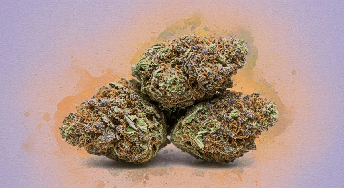 Todo sobre Gelato: Una guía completa sobre la legendaria Strain de Cannabis