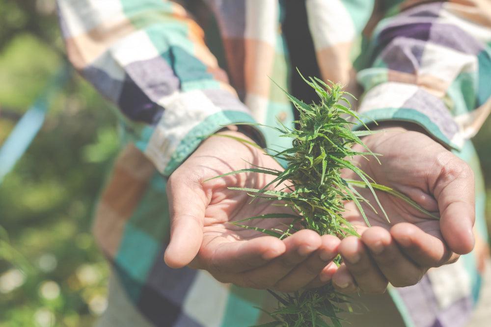 Guía definitiva de productos de Cannabis | Elige el mejor-Canapuff