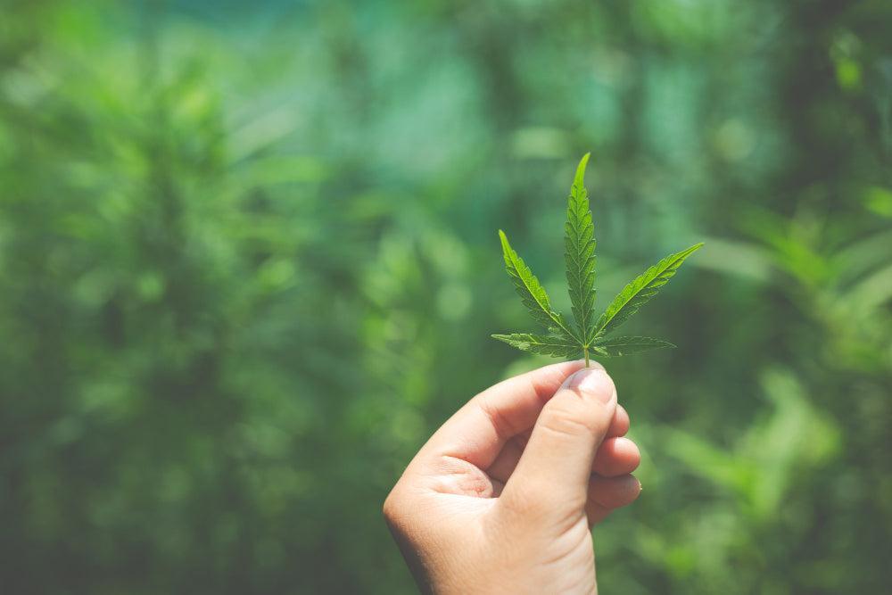 Hoja de Cannabis