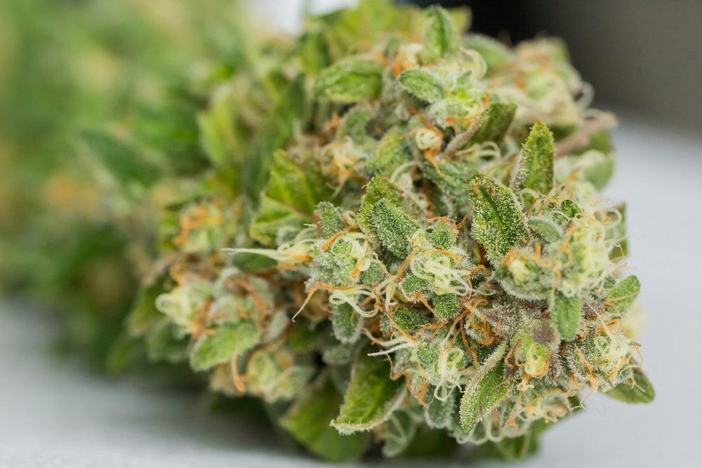Descubre 10-OH-HHC y 10-OH-HHCP: Nuevos Cannabinoides-Canapuff