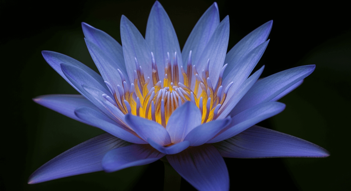 Účinky Blue Lotus Květ: Jak funguje, jak ho kouřit a jaký je pocit