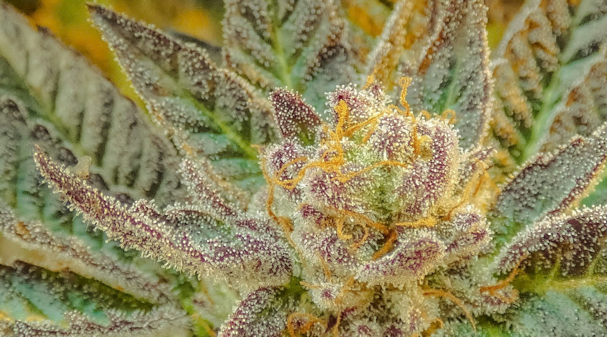 Primer plano de cogollos de cannabis con tricomas cristalinos en tonos verdes, morados y dorados