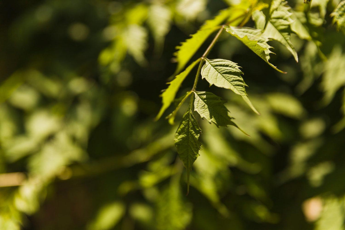 Plantar semillas de cannabis: pasos esenciales para un crecimiento óptimo-Canapuff