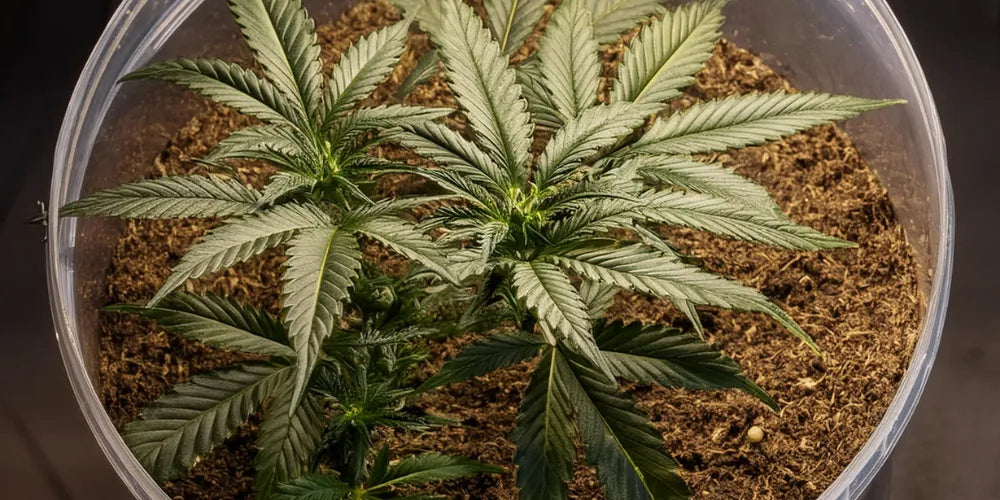 Maximiza los rendimientos de Cannabis: Guía de semillas de invernadero-Canapuff