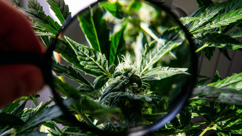 Beneficios y riesgos del THC-B