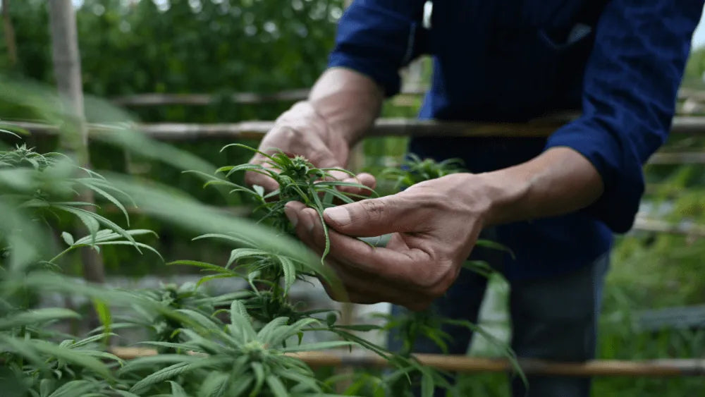 Mejora tu cosecha con Lollipopping de Cannabis
