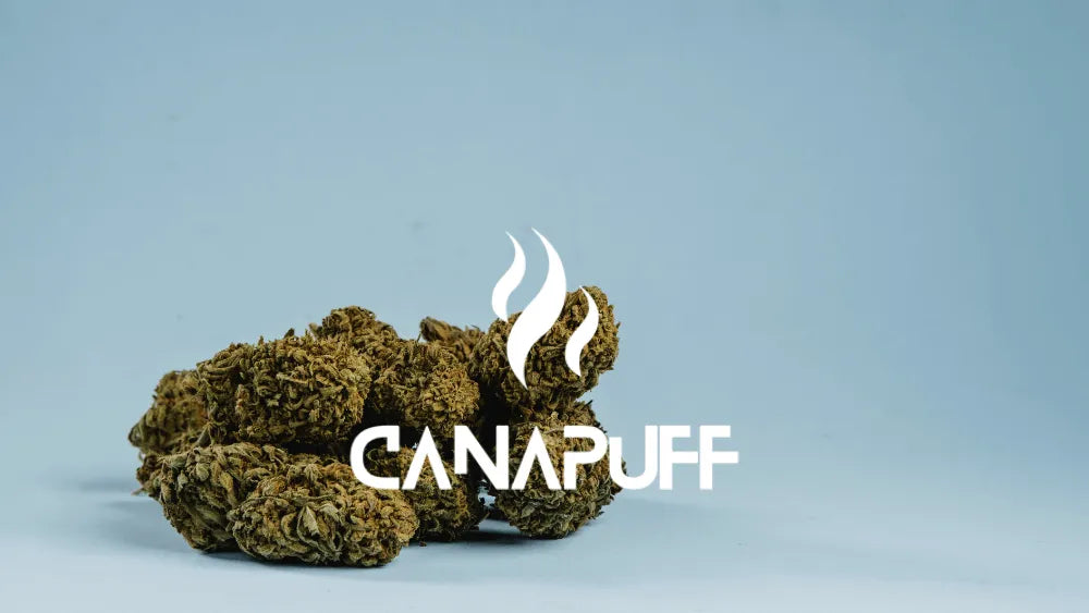 det største cannabinoidbrand i Europa