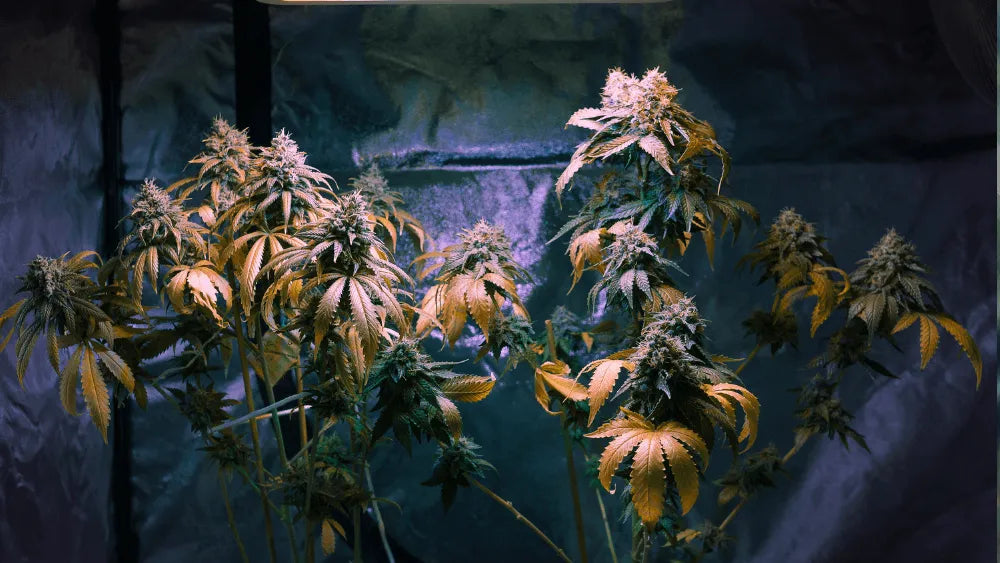 ¿Qué es el CBDP: un cannabinoide raro?
