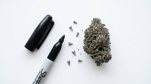 Permanent Marker Strain: Genetica, effetti e profilo terpenico