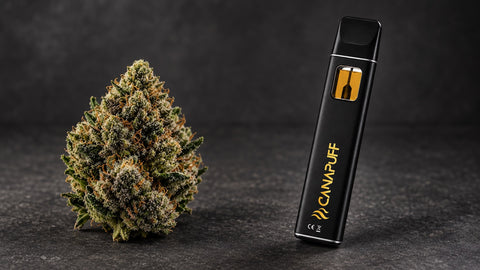 Flor de THCA vs vape de THCA: ¿qué formato de producto te conviene?