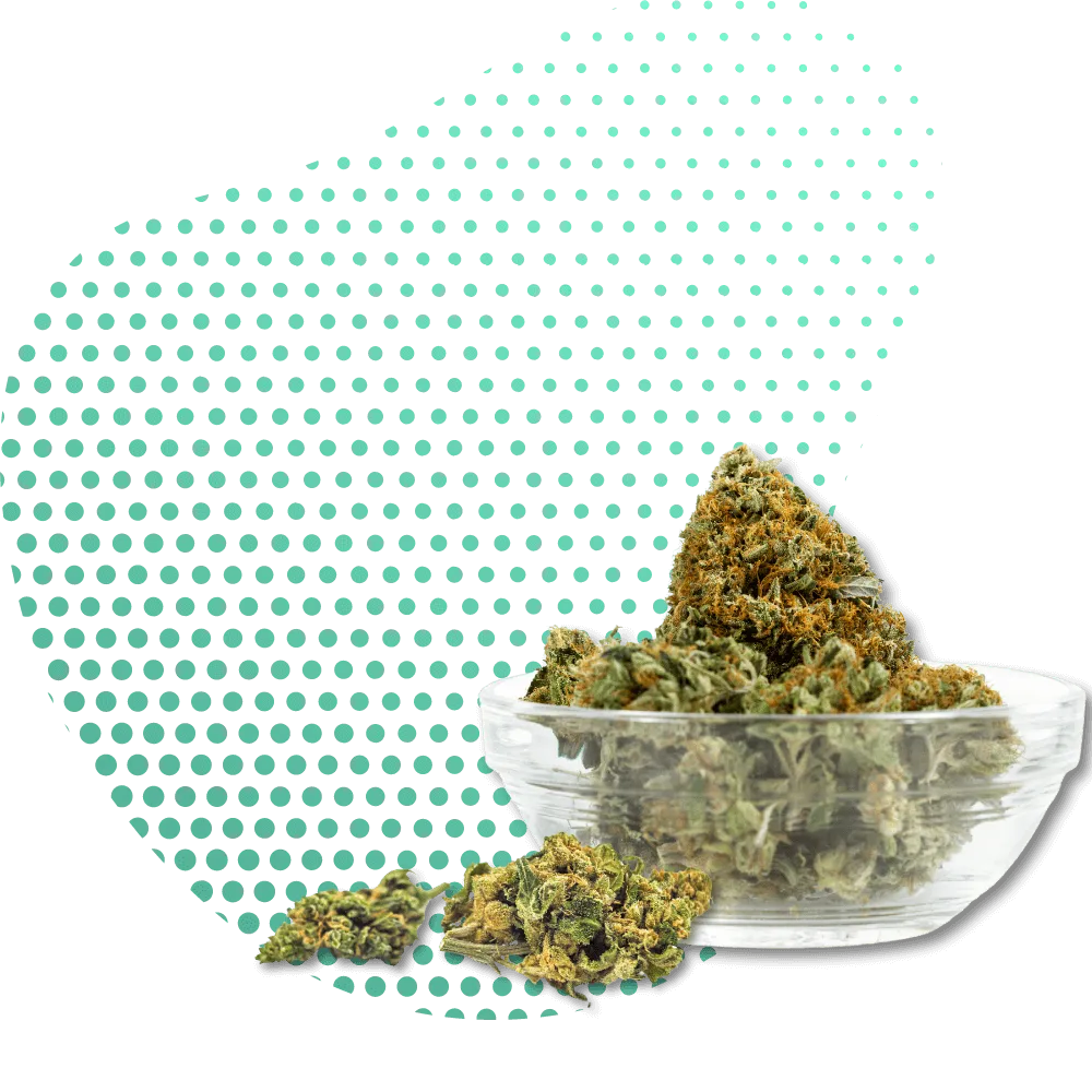 10-OH-HHC Květy-Canapuff