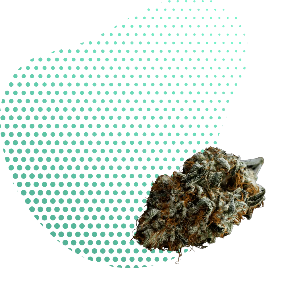 10-OH-THC Květy-Canapuff